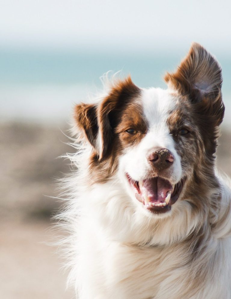 Pferde Lasertherapie